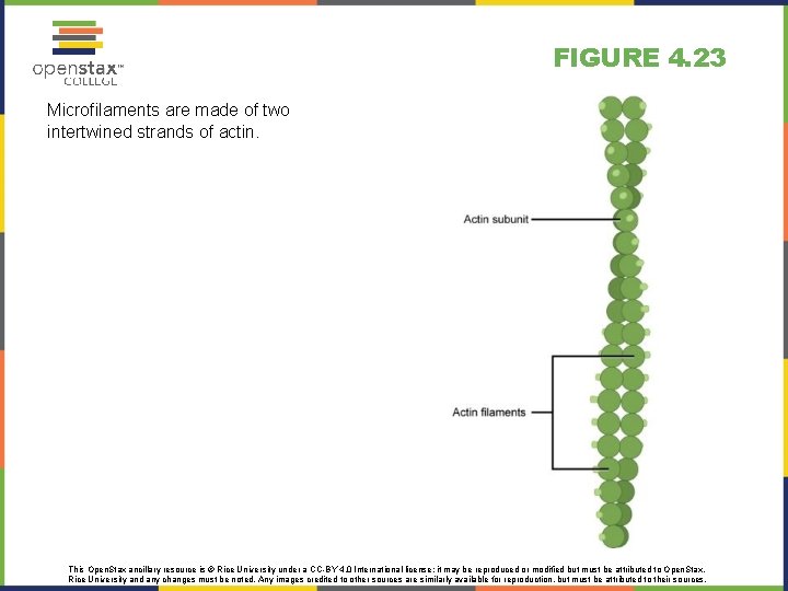 FIGURE 4. 23 Microfilaments are made of two intertwined strands of actin. This Open. FIGURE 4. 23 Microfilaments are made of two intertwined strands of actin. This Open.