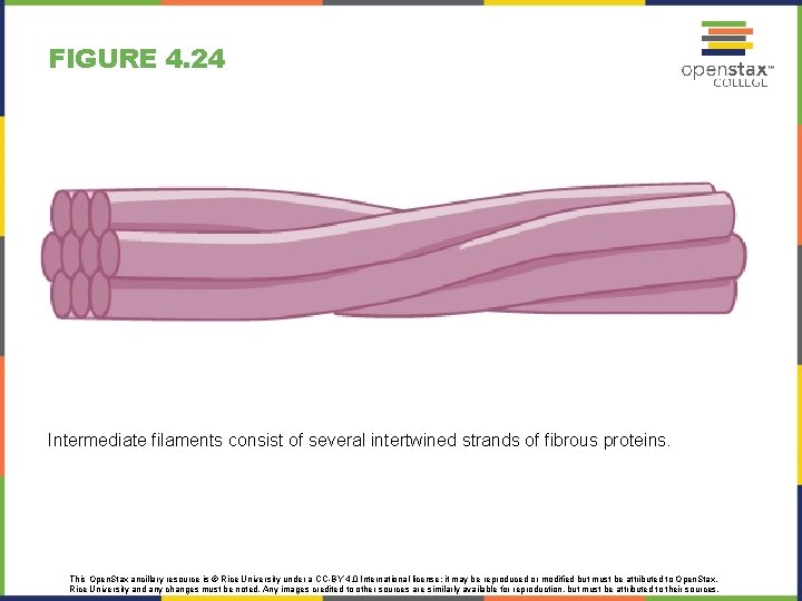 FIGURE 4. 24 Intermediate filaments consist of several intertwined strands of fibrous proteins. This FIGURE 4. 24 Intermediate filaments consist of several intertwined strands of fibrous proteins. This