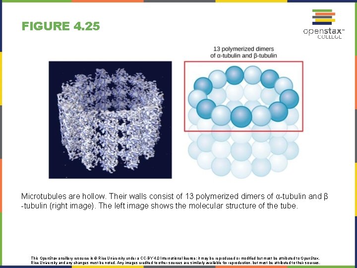 FIGURE 4. 25 Microtubules are hollow. Their walls consist of 13 polymerized dimers of FIGURE 4. 25 Microtubules are hollow. Their walls consist of 13 polymerized dimers of