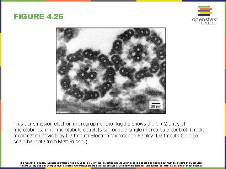 FIGURE 4. 26 This transmission electron micrograph of two flagella shows the 9 + FIGURE 4. 26 This transmission electron micrograph of two flagella shows the 9 +