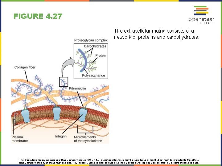 FIGURE 4. 27 The extracellular matrix consists of a network of proteins and carbohydrates. FIGURE 4. 27 The extracellular matrix consists of a network of proteins and carbohydrates.