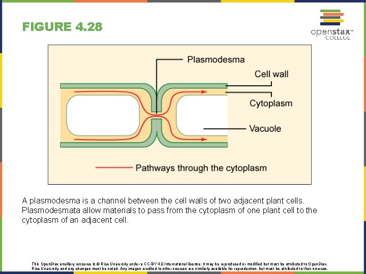 FIGURE 4. 28 A plasmodesma is a channel between the cell walls of two FIGURE 4. 28 A plasmodesma is a channel between the cell walls of two