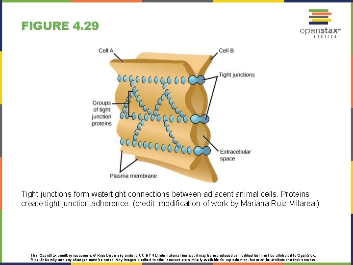 FIGURE 4. 29 Tight junctions form watertight connections between adjacent animal cells. Proteins create FIGURE 4. 29 Tight junctions form watertight connections between adjacent animal cells. Proteins create