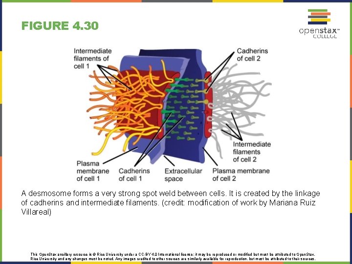 FIGURE 4. 30 A desmosome forms a very strong spot weld between cells. It FIGURE 4. 30 A desmosome forms a very strong spot weld between cells. It