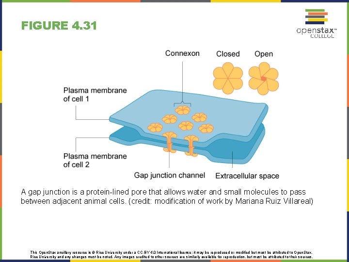 FIGURE 4. 31 A gap junction is a protein-lined pore that allows water and FIGURE 4. 31 A gap junction is a protein-lined pore that allows water and