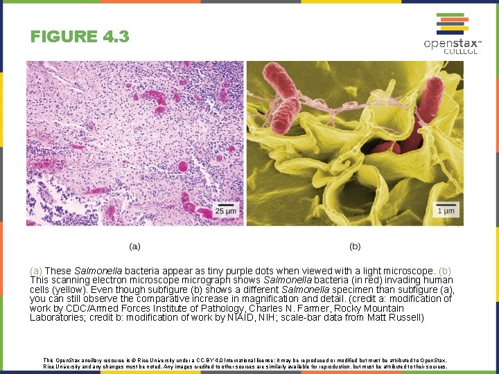 FIGURE 4. 3 (a) These Salmonella bacteria appear as tiny purple dots when viewed FIGURE 4. 3 (a) These Salmonella bacteria appear as tiny purple dots when viewed