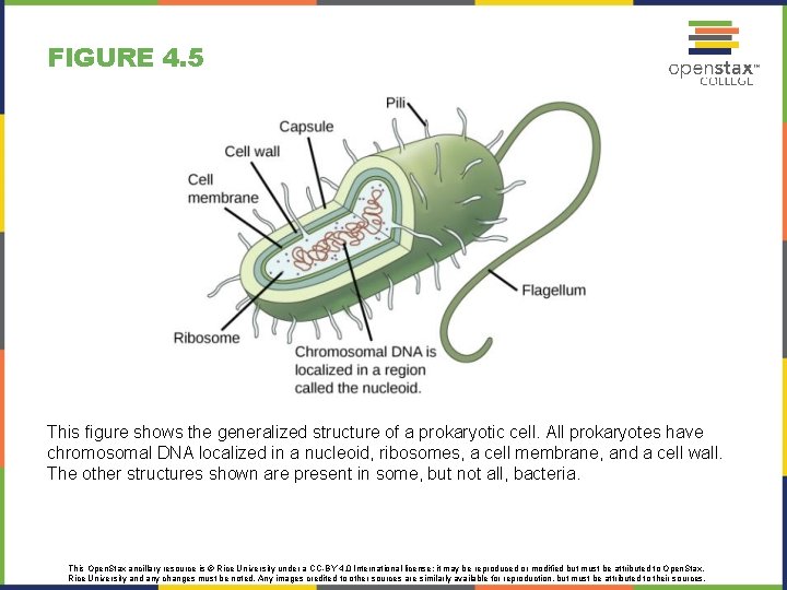 FIGURE 4. 5 This figure shows the generalized structure of a prokaryotic cell. All FIGURE 4. 5 This figure shows the generalized structure of a prokaryotic cell. All