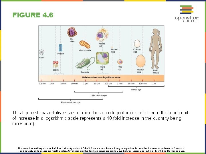 FIGURE 4. 6 This figure shows relative sizes of microbes on a logarithmic scale FIGURE 4. 6 This figure shows relative sizes of microbes on a logarithmic scale