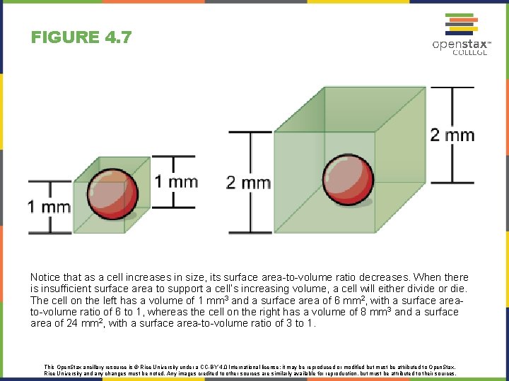 FIGURE 4. 7 Notice that as a cell increases in size, its surface area-to-volume FIGURE 4. 7 Notice that as a cell increases in size, its surface area-to-volume