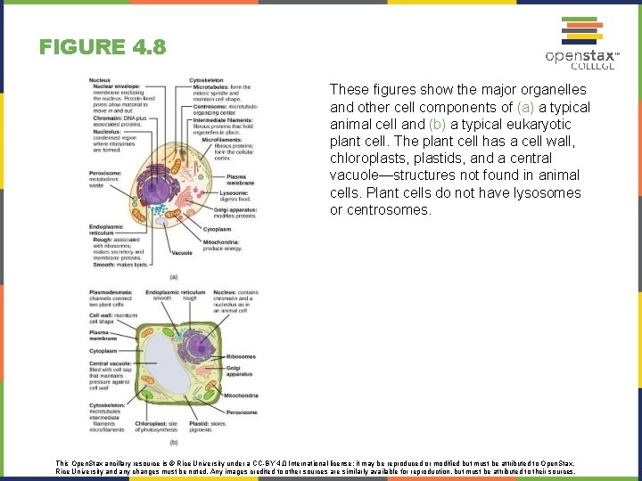 FIGURE 4. 8 These figures show the major organelles and other cell components of FIGURE 4. 8 These figures show the major organelles and other cell components of