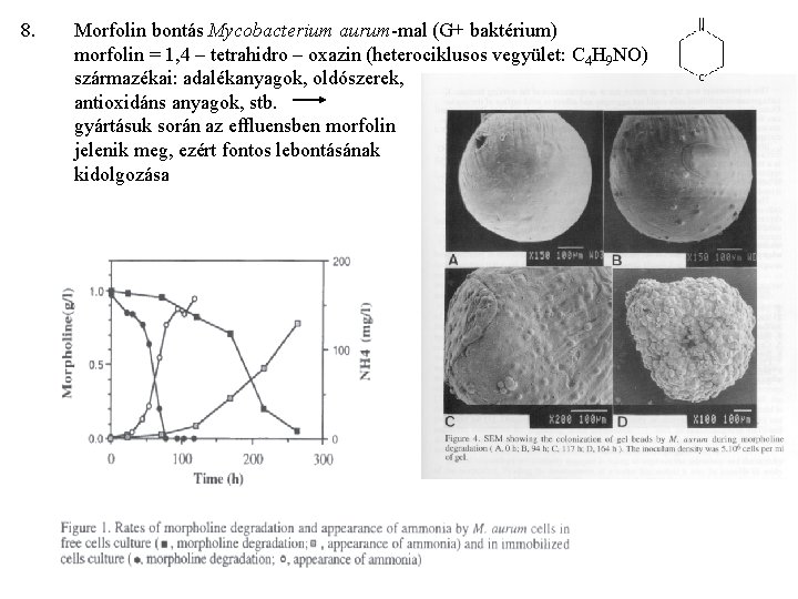 8. Morfolin bontás Mycobacterium aurum-mal (G+ baktérium) morfolin = 1, 4 – tetrahidro –