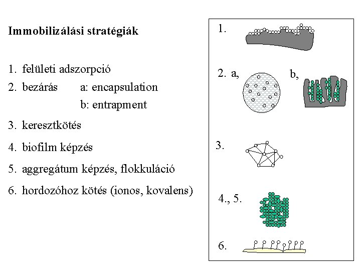 Immobilizálási stratégiák 1. felületi adszorpció 2. bezárás a: encapsulation b: entrapment 2. a, 3.