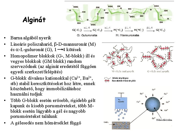 Alginát • Barna algából nyerik • Lineáris poliszaharid, b-D-mannuronát (M) és a-L-guluronát (G), 1