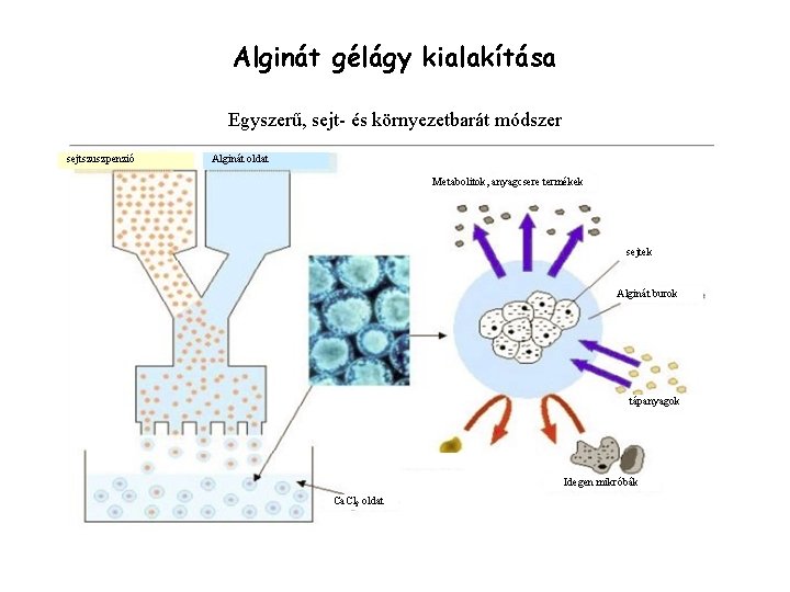 Alginát gélágy kialakítása Egyszerű, sejt- és környezetbarát módszer sejtszuszpenzió Alginát oldat Metabolitok, anyagcsere termékek