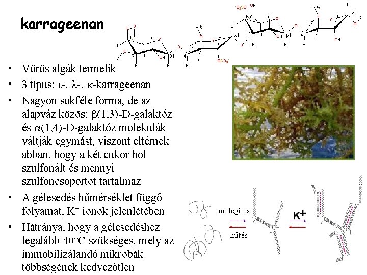 karrageenan • Vörös algák termelik • 3 típus: i-, l-, k-karrageenan • Nagyon sokféle