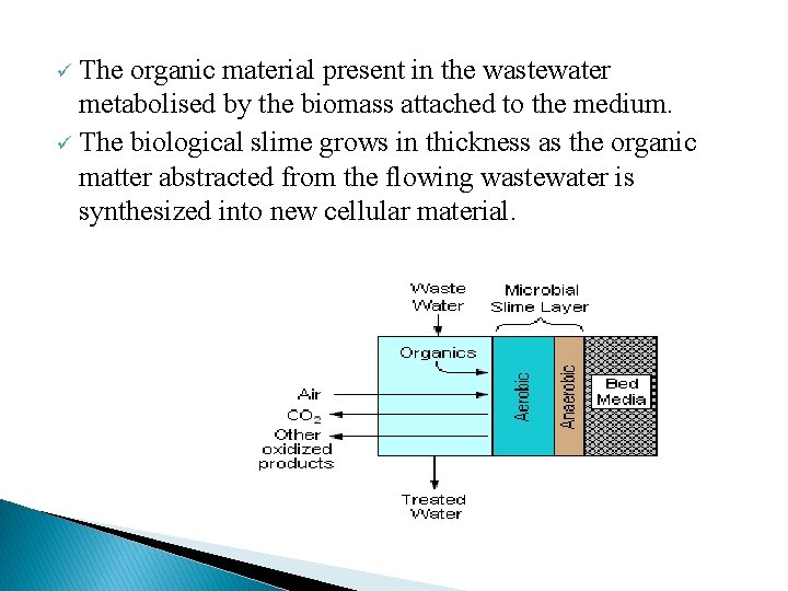 The organic material present in the wastewater metabolised by the biomass attached to the