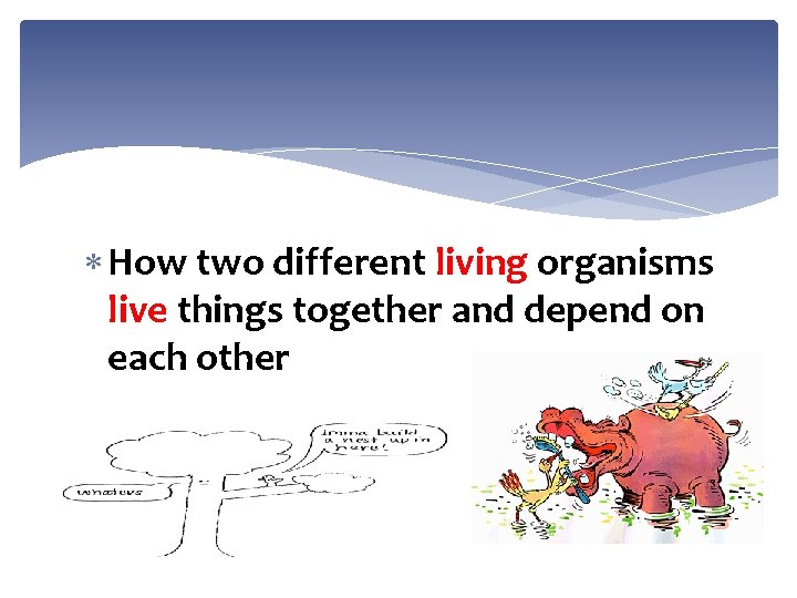  How two different living organisms live things together and depend on each other