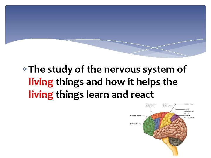  The study of the nervous system of living things and how it helps