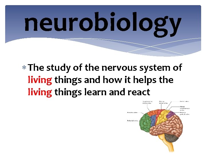 neurobiology The study of the nervous system of living things and how it helps