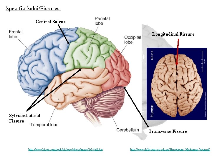 Specific Sulci/Fissures: Central Sulcus Longitudinal Fissure Sylvian/Lateral Fissure Transverse Fissure http: //www. bioon. com/book/biology/whole/image/1/1