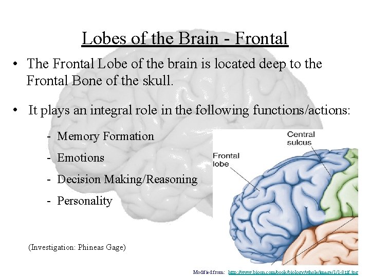 Lobes of the Brain - Frontal • The Frontal Lobe of the brain is
