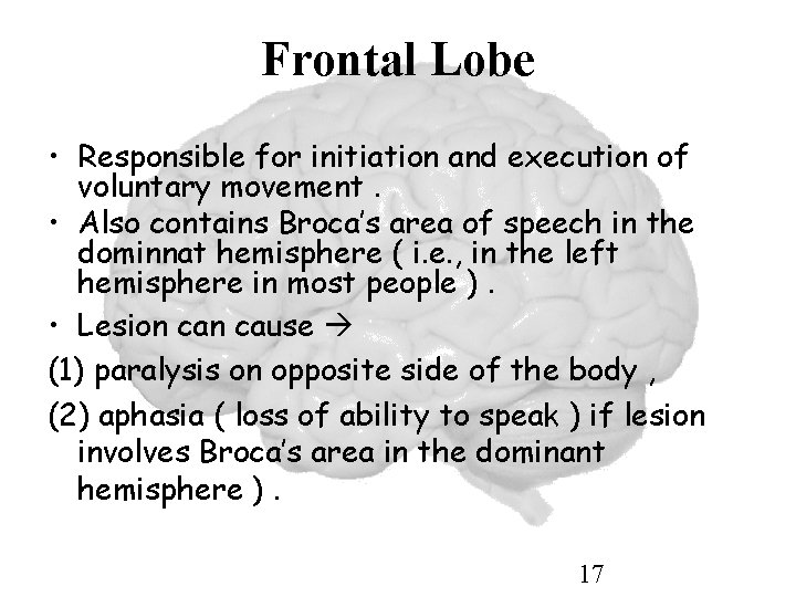 Frontal Lobe • Responsible for initiation and execution of voluntary movement. • Also contains