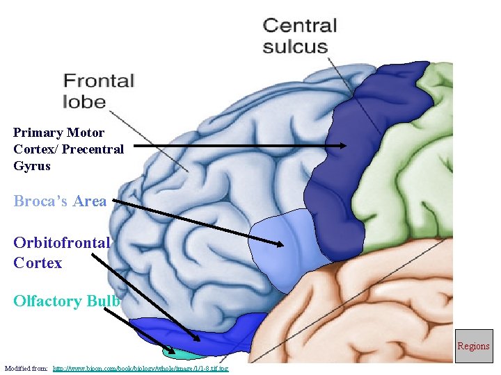 Primary Motor Cortex/ Precentral Gyrus Broca’s Area Orbitofrontal Cortex Olfactory Bulb Regions Modified from: