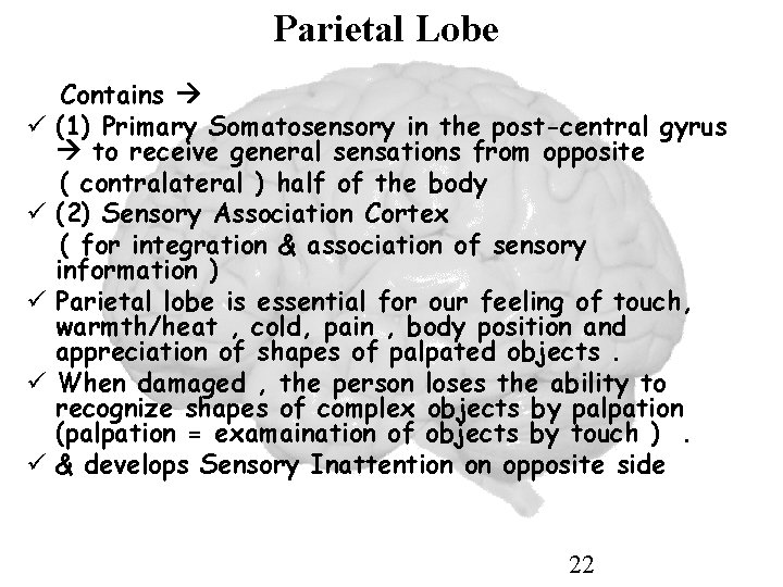 Parietal Lobe ü ü ü Contains (1) Primary Somatosensory in the post-central gyrus to
