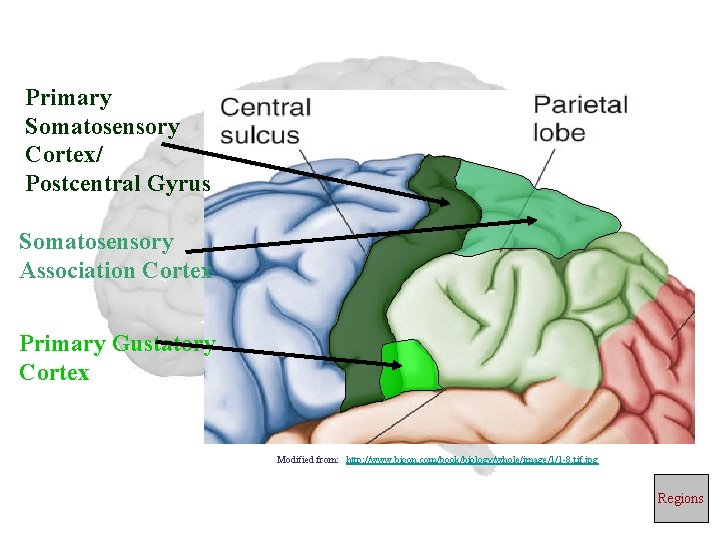 Primary Somatosensory Cortex/ Postcentral Gyrus Somatosensory Association Cortex Primary Gustatory Cortex Modified from: http: