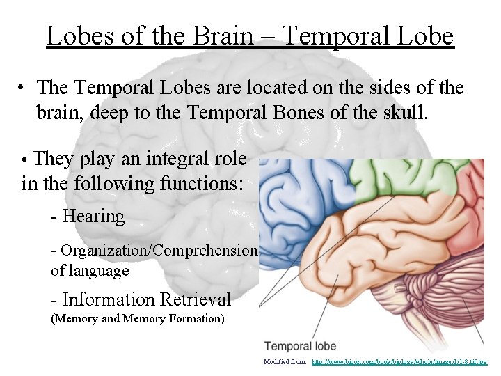 Lobes of the Brain – Temporal Lobe • The Temporal Lobes are located on