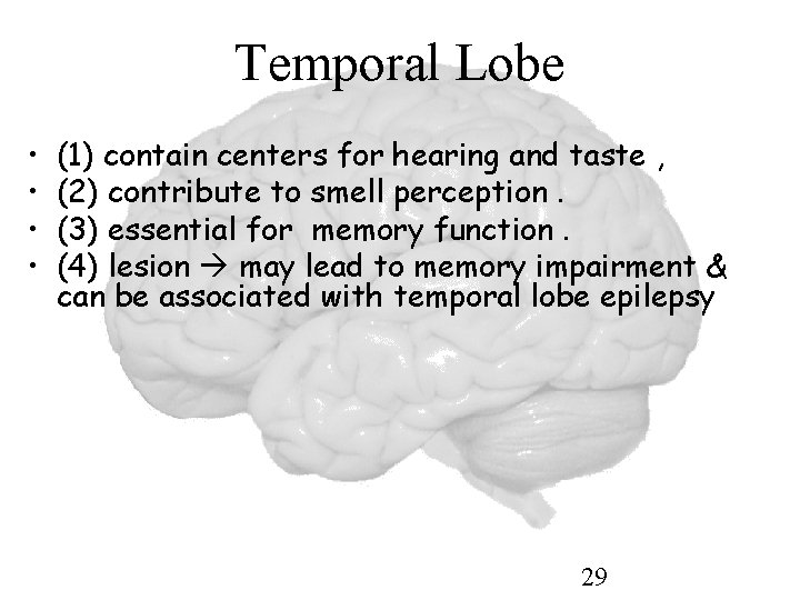 Temporal Lobe • • (1) contain centers for hearing and taste , (2) contribute