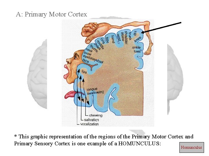 A: Primary Motor Cortex * This graphic representation of the regions of the Primary