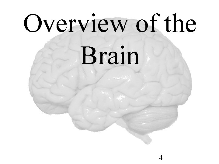 Overview of the Brain 4 