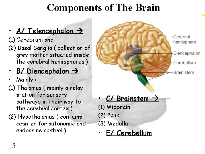 Components of The Brain • A/ Telencephalon (1) Cerebrum and (2) Basal Ganglia (