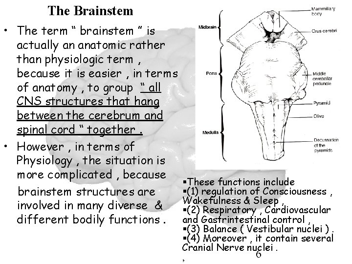 The Brainstem • The term “ brainstem ” is actually an anatomic rather than