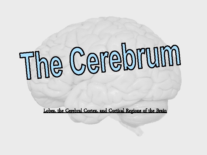 Lobes, the Cerebral Cortex, and Cortical Regions of the Brain 