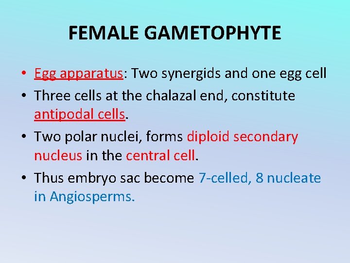 FEMALE GAMETOPHYTE • Egg apparatus: Two synergids and one egg cell • Three cells