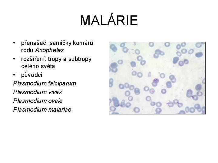 MALÁRIE • přenašeč: samičky komárů rodu Anopheles • rozšíření: tropy a subtropy celého světa