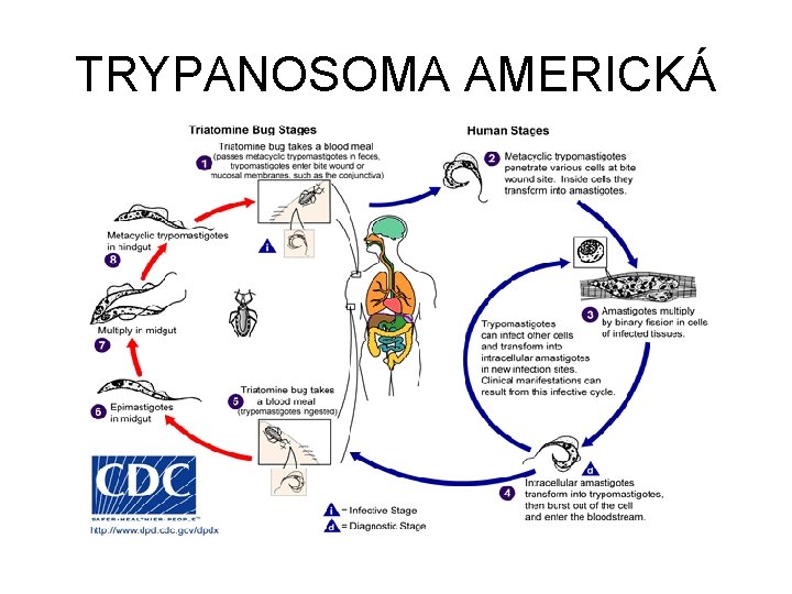 TRYPANOSOMA AMERICKÁ 