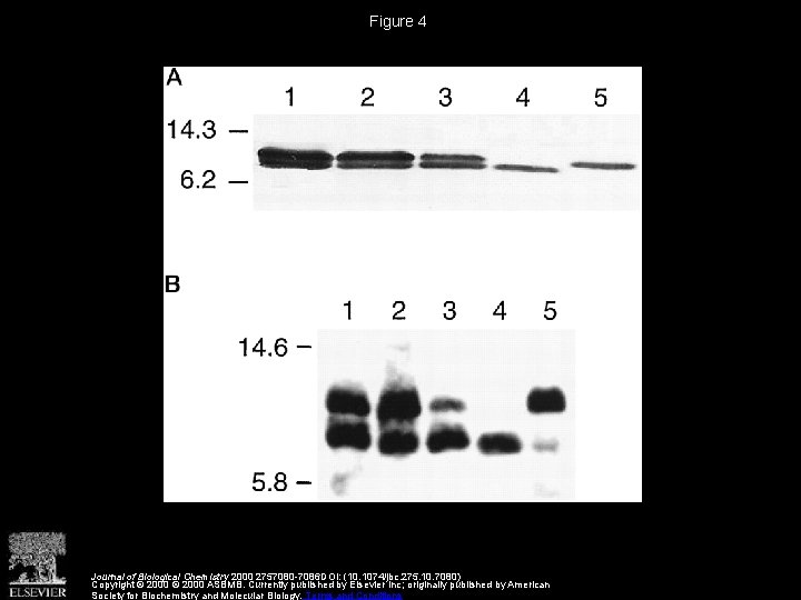 Figure 4 Journal of Biological Chemistry 2000 2757080 -7086 DOI: (10. 1074/jbc. 275. 10.