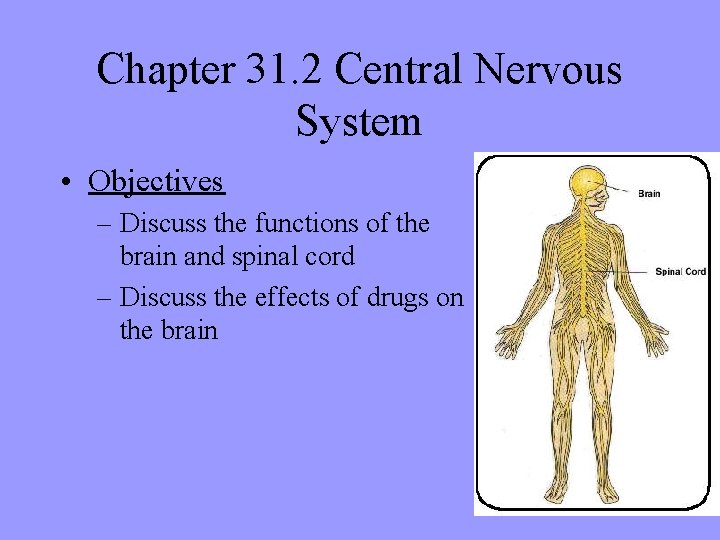 Chapter 31. 2 Central Nervous System • Objectives – Discuss the functions of the