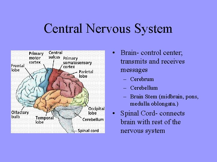 Central Nervous System • Brain- control center; transmits and receives messages – Cerebrum –