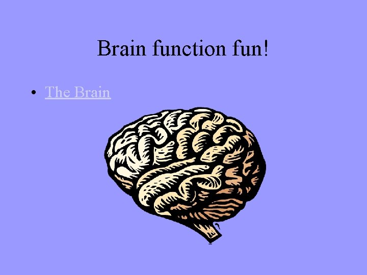 Brain function fun! • The Brain 