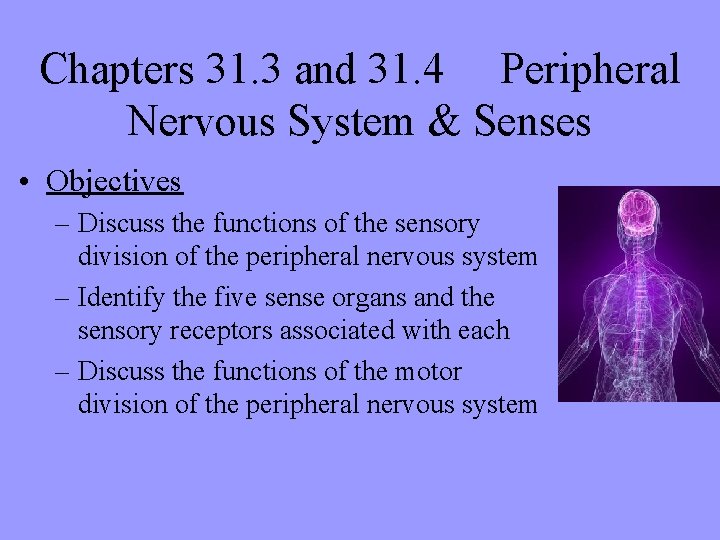 Chapters 31. 3 and 31. 4 Peripheral Nervous System & Senses • Objectives –