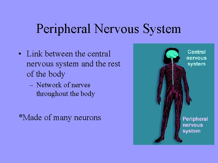 Peripheral Nervous System • Link between the central nervous system and the rest of