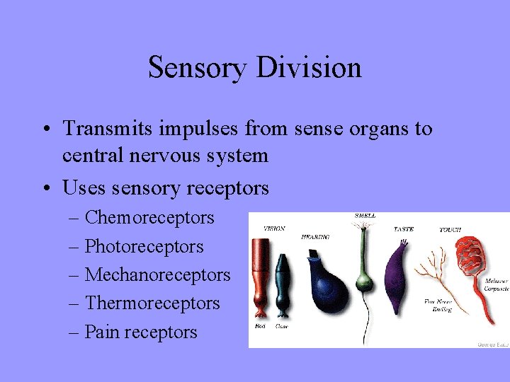 Sensory Division • Transmits impulses from sense organs to central nervous system • Uses