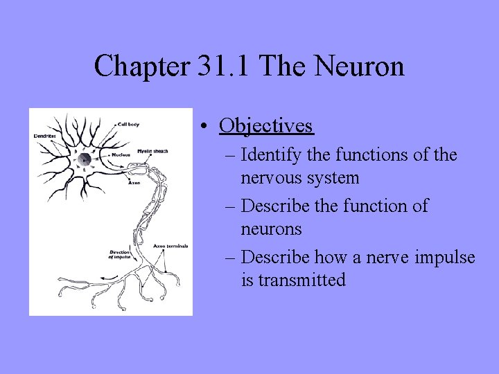 Chapter 31. 1 The Neuron • Objectives – Identify the functions of the nervous