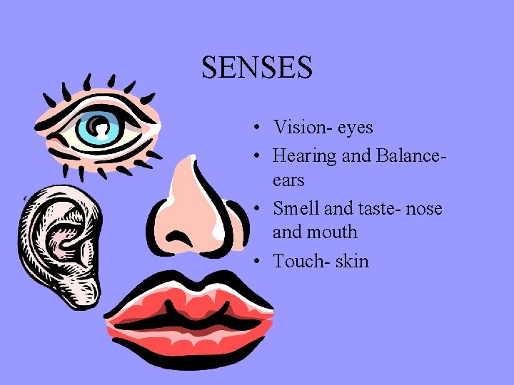 SENSES • Vision- eyes • Hearing and Balanceears • Smell and taste- nose and