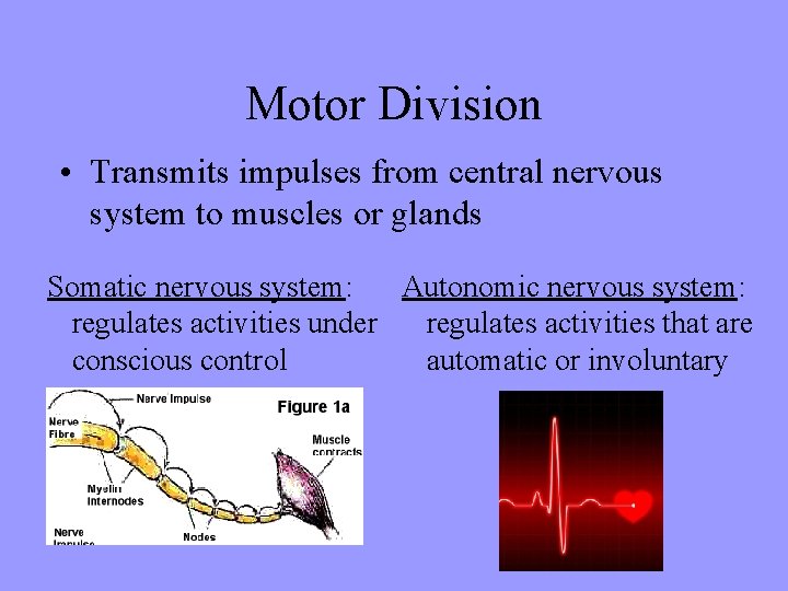 Motor Division • Transmits impulses from central nervous system to muscles or glands Somatic