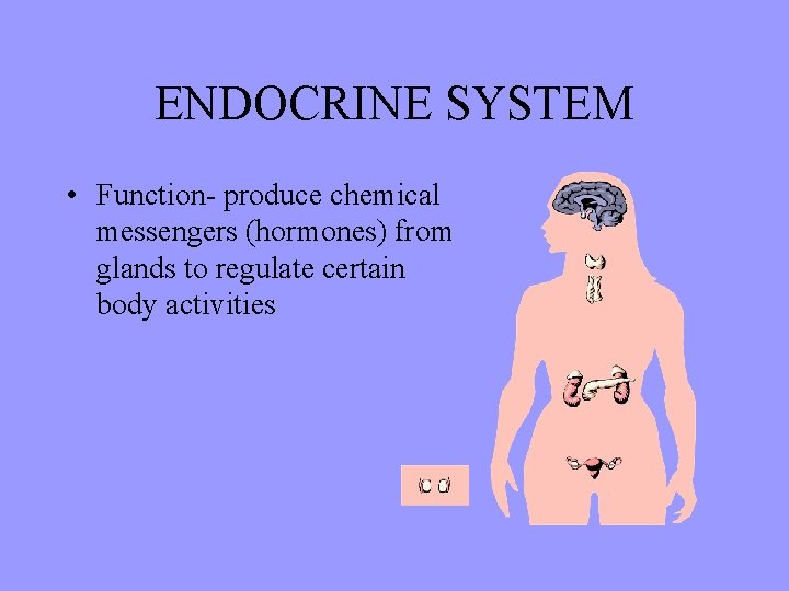 ENDOCRINE SYSTEM • Function- produce chemical messengers (hormones) from glands to regulate certain body